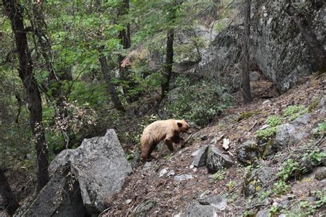 A bear hiking its way up the John Muir Trail Yosemite National Park California - Photorator