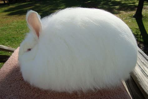 Giant Angora Rabbit Breed - Adopt a Rabbit