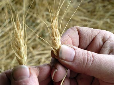 Threshing Wheat and other Lost Skills | Jars Prep Net