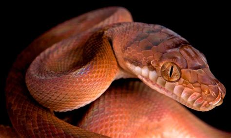 Amethystine python Animal Facts | Simalia amethistina - Wiki Point