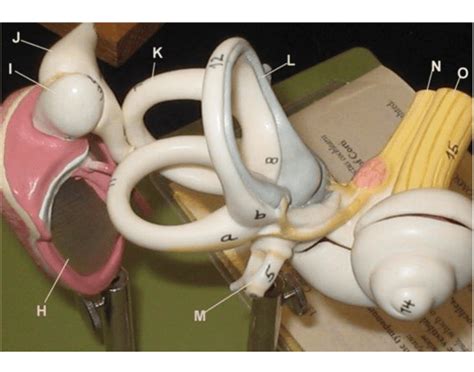 Special senses- Ear model Quiz