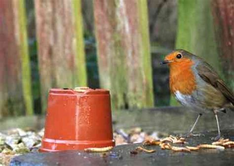 What Do Robins Eat? (Robin Food) | Bird Feeder Expert