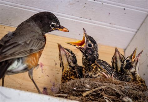 American Robin Nest