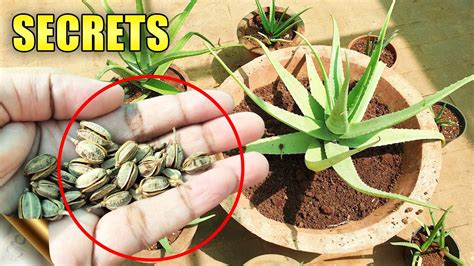 ALOE VERA PLANTS SECRETS, CARE TIPS, Do’s & Don’ts | Automatic Propagation - YouTube