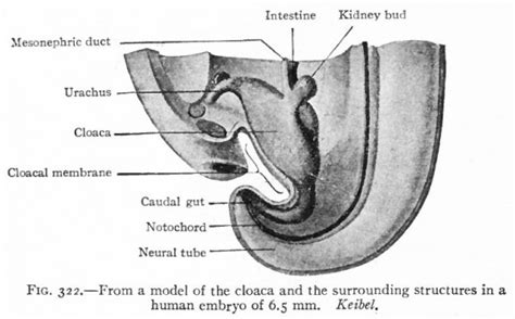 Book - Text-Book of Embryology 15 - Embryology