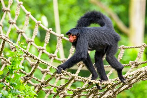 Conheça o macaco-aranha: espécies, características e mais! | Guia Animal