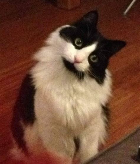 ADOPTED - RUFUS - Longhair Black White Tuxedo Cat in Chicago Illinois