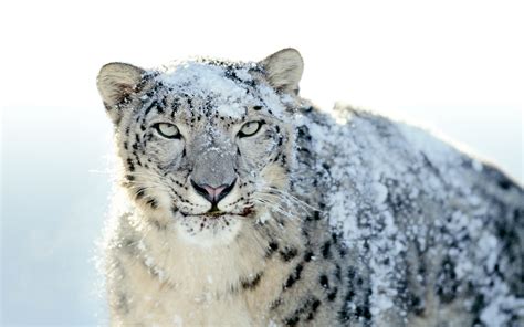 revert to Snow Leopard