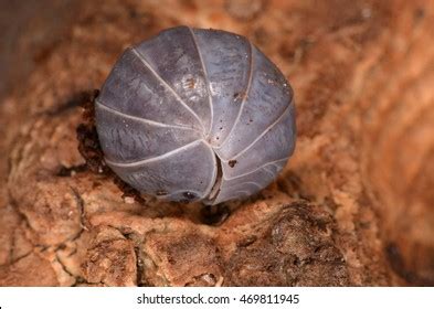 74 Armadillo Officinalis Images, Stock Photos, 3D objects, & Vectors | Shutterstock