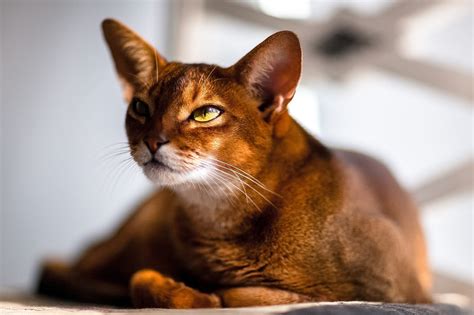 10 Adorable Orange Cat Breeds | Friendly Orange Breeds of Cats