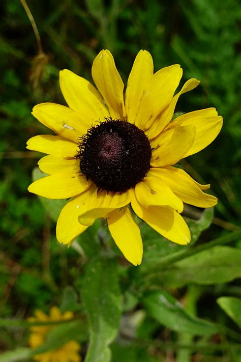 Rudbeckia hirta - Wildflowers of the National Capital Region