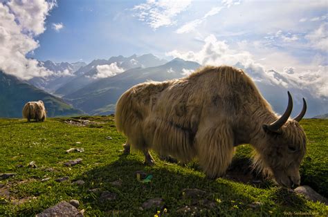 Interesting Photo of the Day: Yak in the Himalayas