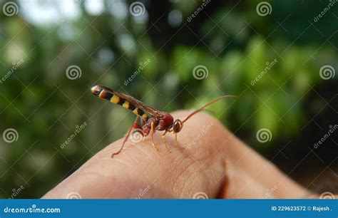 The Ichneumonidae, Also Known As the Ichneumon Wasps or Ichneumonids, Parasitoid Wasp Stock ...