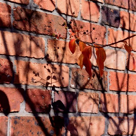 Rustic Square | Autumn Hanging on in North Fitzroy | Rob Deutscher | Flickr