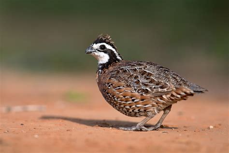 Northern Bobwhite | Male of Northern Bobwhite (Colinus virgi… | Flickr