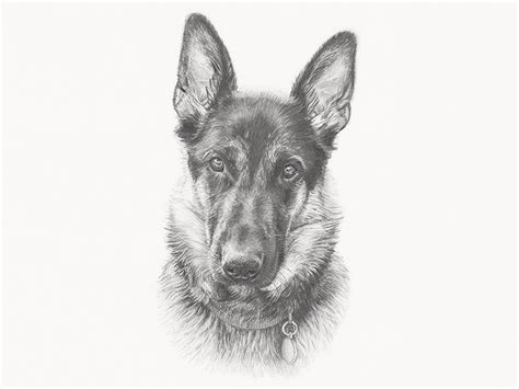 How To Draw Pet Portraits • Anna Bregman Portraits