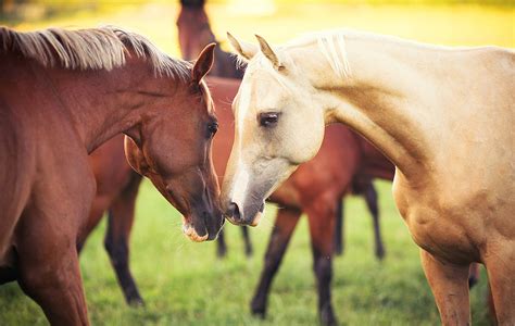 Two horses in love wallpaper | animals | Wallpaper Better