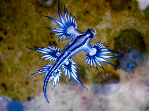 Rare venomous blue dragon filmed on Australian beach