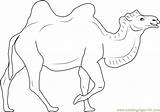 Brown Camel Coloring Page For Kids  Free Printable sketch template