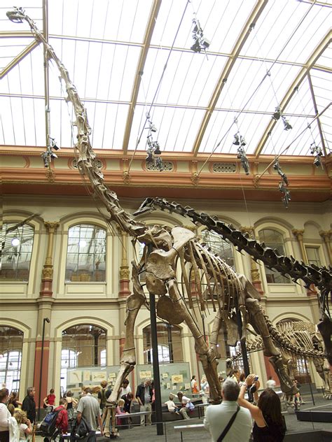 Feil:Berlin - Museum für Naturkunde - Brachiosaurus brancai.jpg – Wikipedia