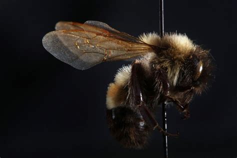 The endangered rusty patched bumblebee is at the center of a legal challenge over habitat that ...