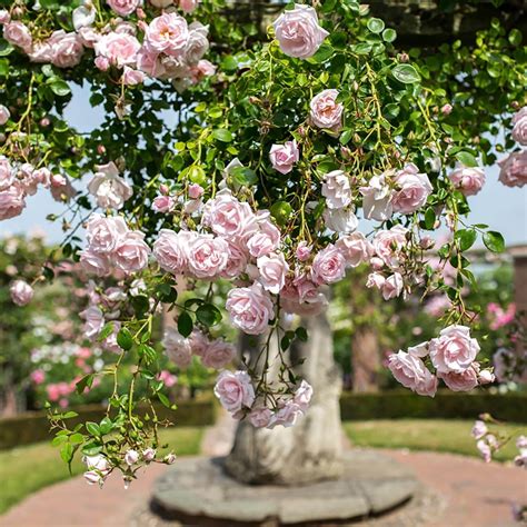 New Dawn | Climbing Rose | David Austin Roses