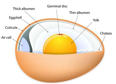 Know Your Eggs! The Insides Of Chicken Eggs, Explained! | Chicken eggs, Raising turkeys, Chicken ...