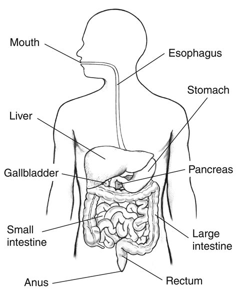 Human Digestive System Drawing at PaintingValley.com | Explore ...