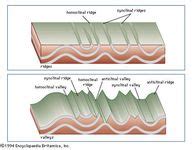 Cuesta | geology | Britannica.com