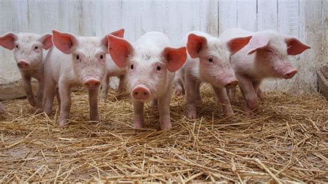 Common Myths about Pig Farming Dispelled - One Health and Development Initiative (OHDI)