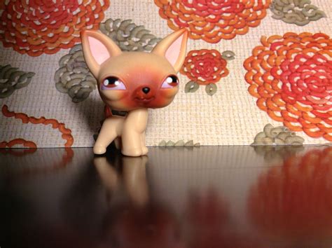 Pin by Sadiestars09 on LPS collection | Lps littlest pet shop, Littlest ...