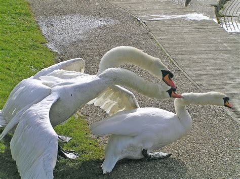 Swans - Mating Ritual | River Wensum, Wensum Park, Norwich, … | Flickr