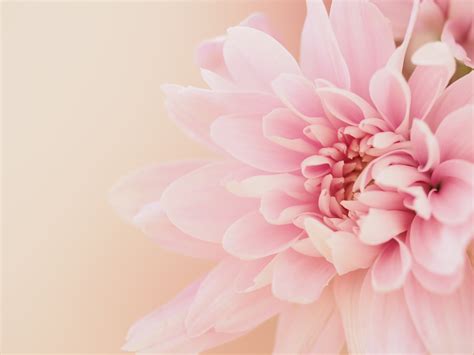 Dahlia Flower on Light Pink Background · Free Stock Photo