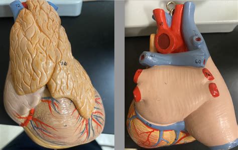 heart Diagram | Quizlet