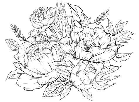 Coloring page with peonies and leaves. Vector page for coloring. Flower Colouring page. Floral ...
