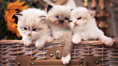 Download Baby Animal Cute Basket Fluffy Kitten Animal Cat Cute Cat HD Wallpaper