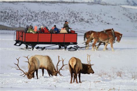 Full Day Grand Teton Winter Tours | Brushbuck Wildlife Tours