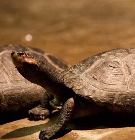 Yellow-Spotted Amazon River Turtle | Akron Zoo