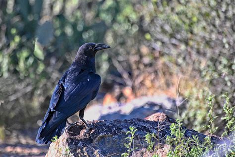 OzarksPhotos.com | All Bird Images | Chihuahuan Raven