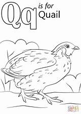 Letter Q Is For Quail coloring Page  Free Printable Coloring Pages sketch template