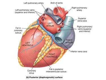 Coronary sulcus – Definition, Location, Function and Pictures - Bodterms