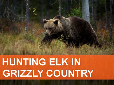 Elk101.com | Dedicated to Elk Hunting Information
