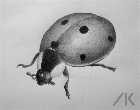 Ladybug pencil drawing by AKarl47 on DeviantArt