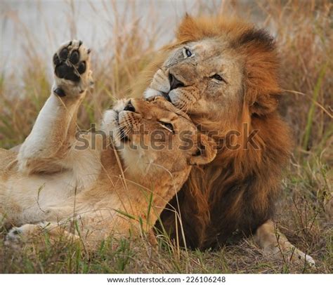 1,148 Lions Cuddling Images, Stock Photos & Vectors | Shutterstock