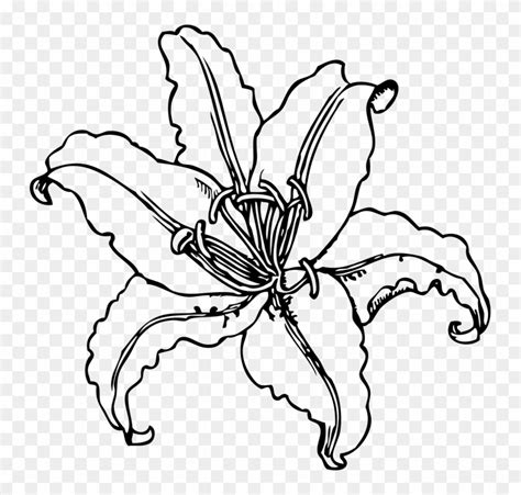 Flower Outline Pictures Group - Stargazer Lily Coloring Page - Free ...