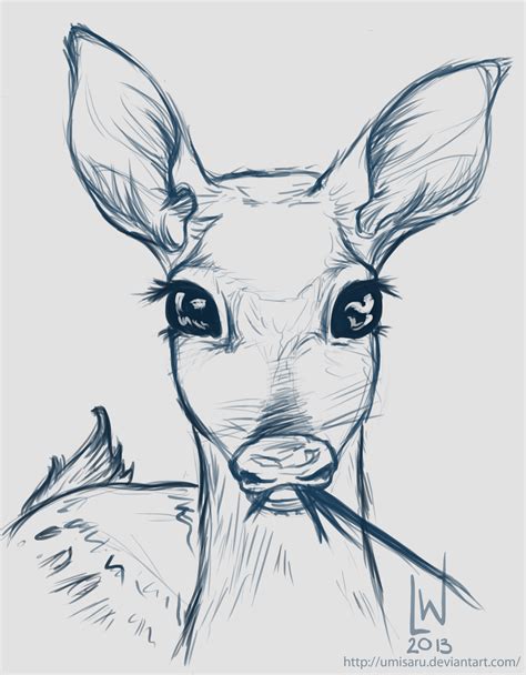 Deer Fawn - Sketch by umisaru on DeviantArt