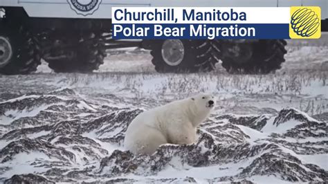 Learning about Polar Bear Migration in Churchill, Manitoba - YouTube