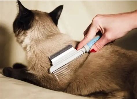 6 Most Important Siamese Cat Grooming Tips