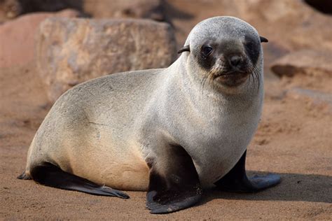 Cape Fur Seal Pup (Arctocephalus pusillus), Cape Cross, Er… | Flickr