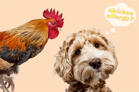 Dog Chicken Allergy: Symptoms & Management Tips